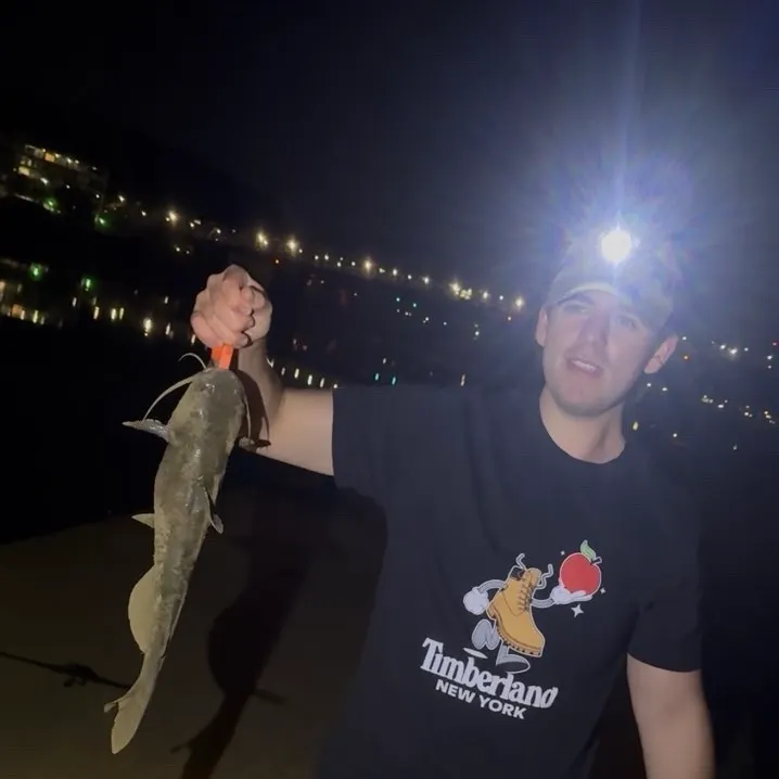 Channel catfish caught on Fishbrain
