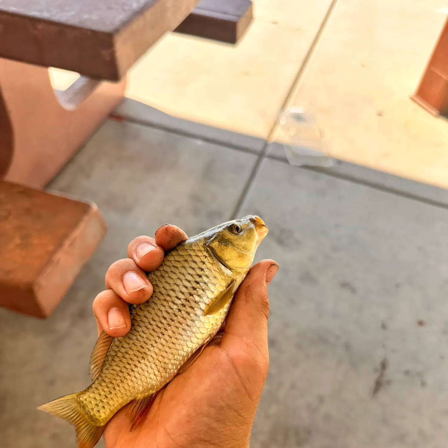 Common carp caught on Fishbrain