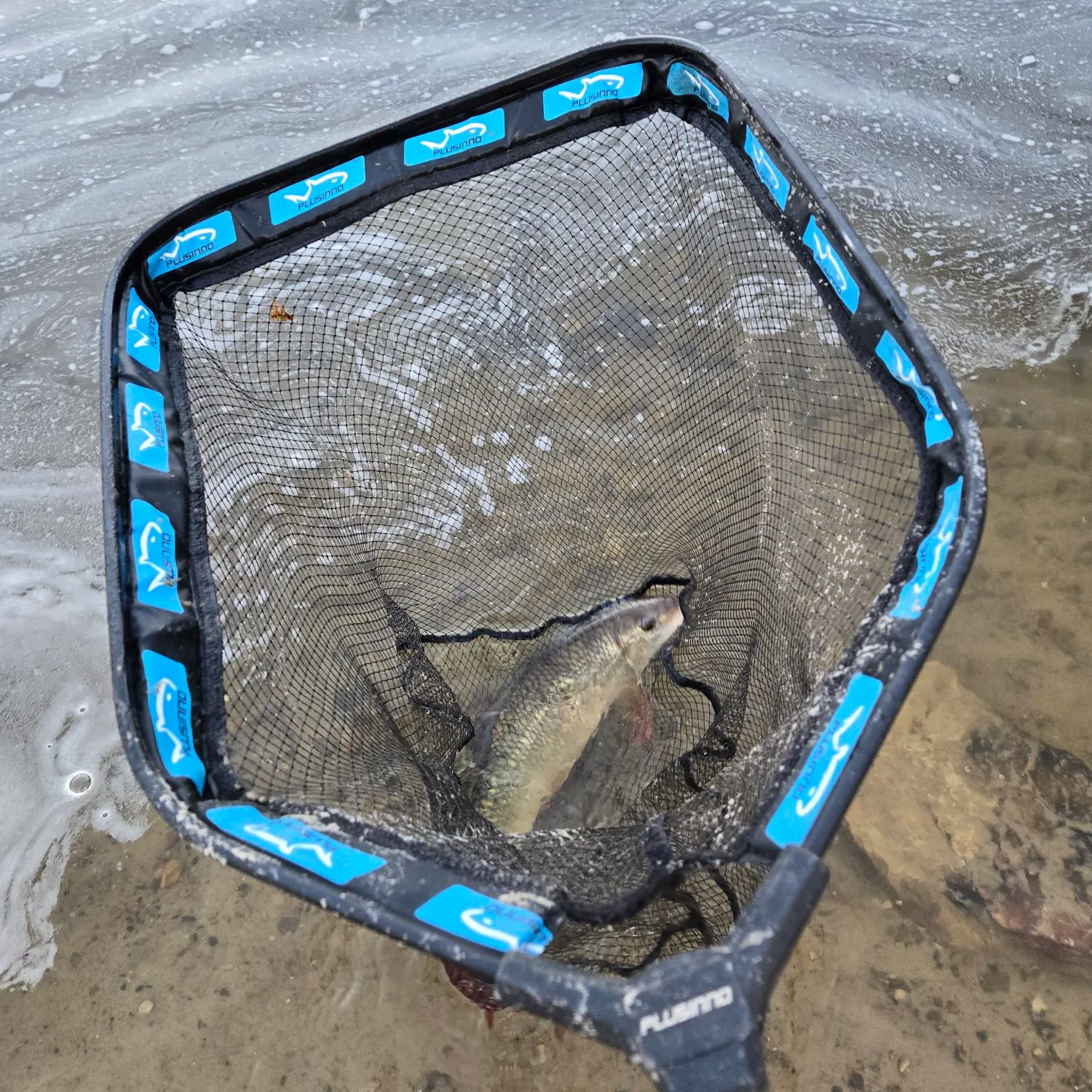 The most recent Shorthead redhorse catches on Fishbrain