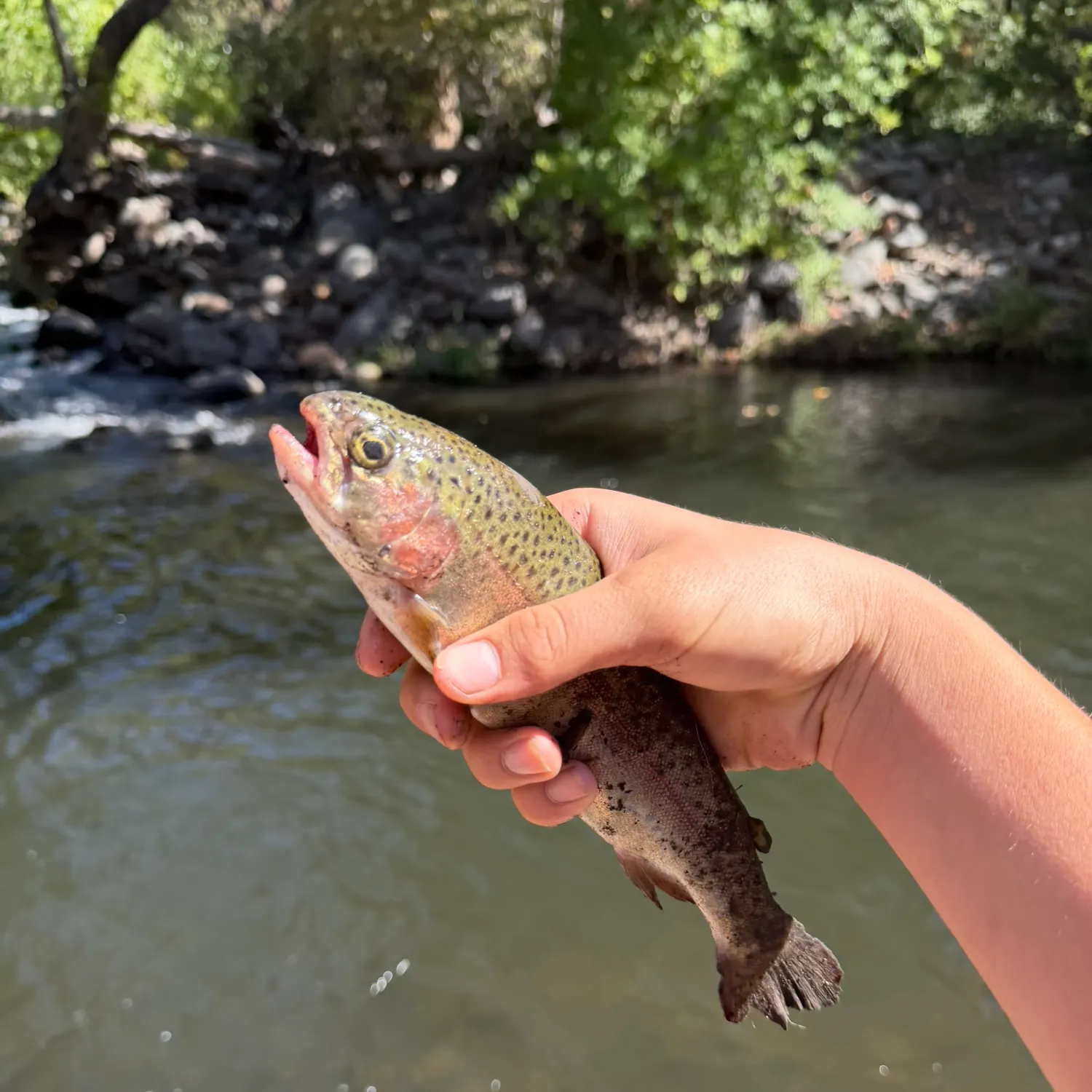 Rainbow trout caught on Fishbrain