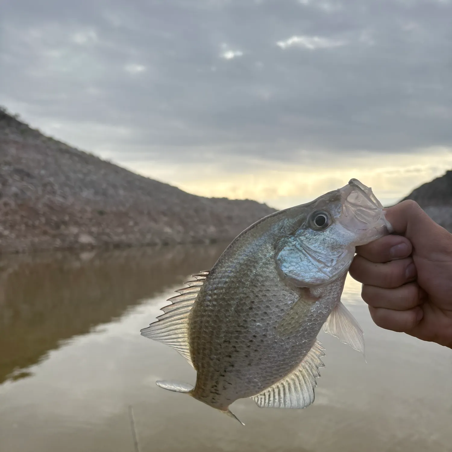 The most recent Magnolia crappie catches on Fishbrain