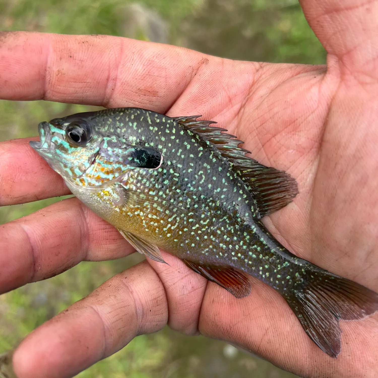The most recent Dollar sunfish catches on Fishbrain