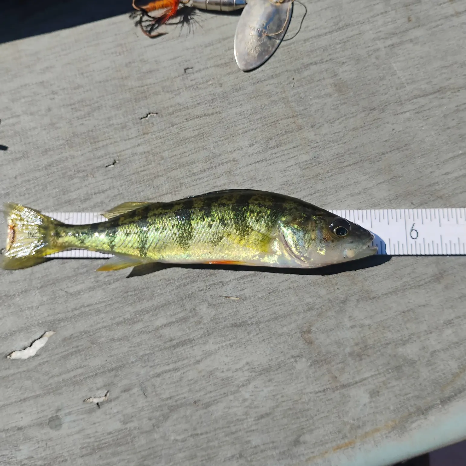 Yellow perch caught on Fishbrain
