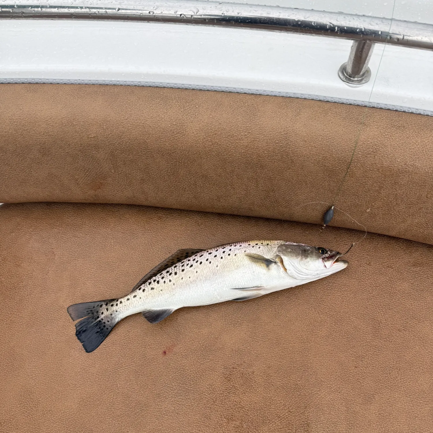 Spotted seatrout caught on Fishbrain
