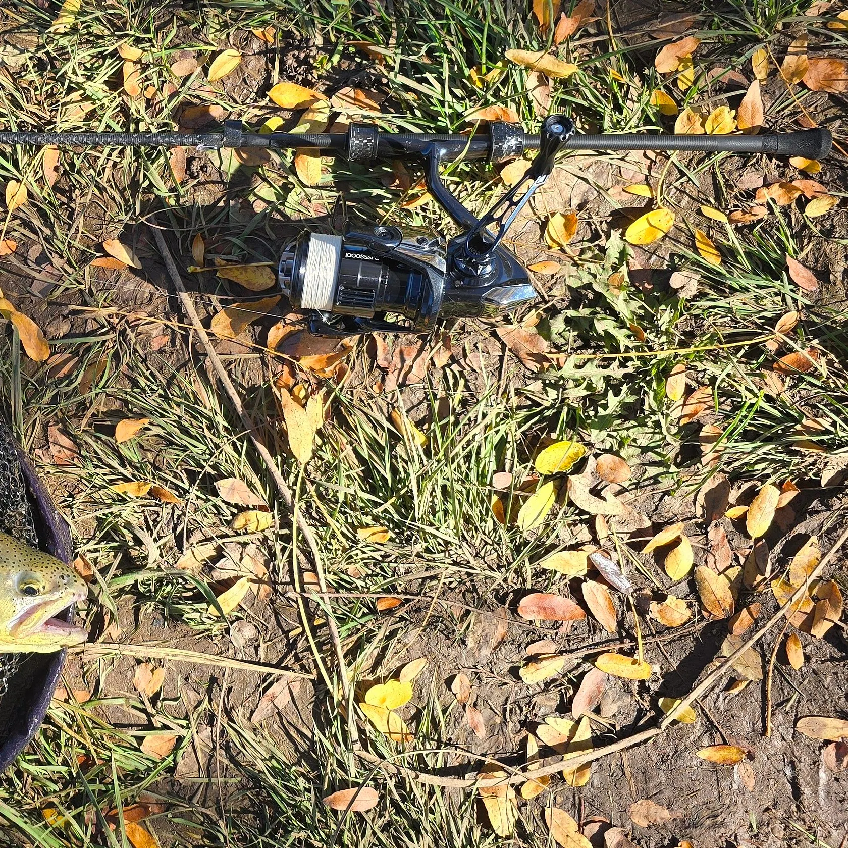 The most recent Apache trout catches on Fishbrain