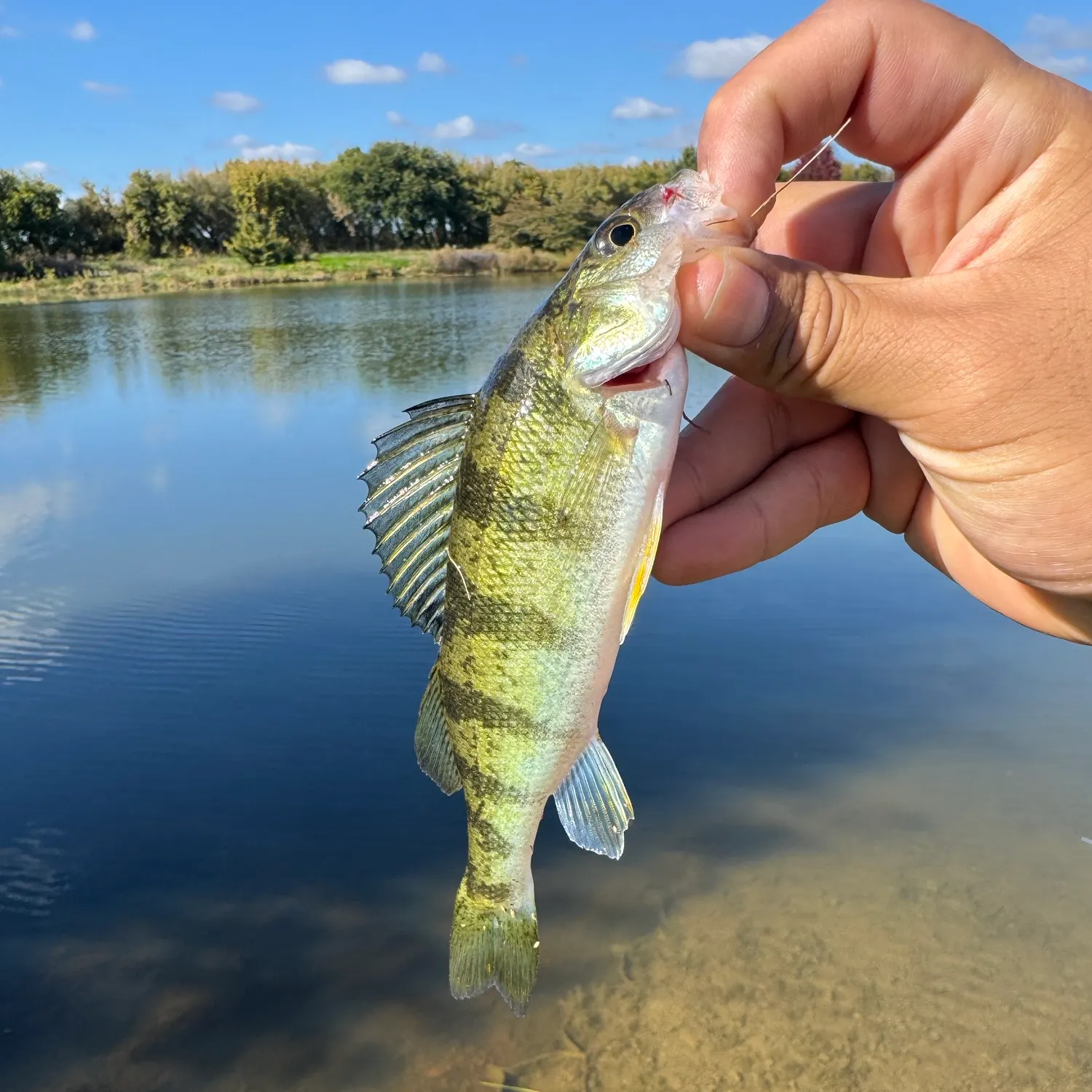 Yellow perch caught on Fishbrain
