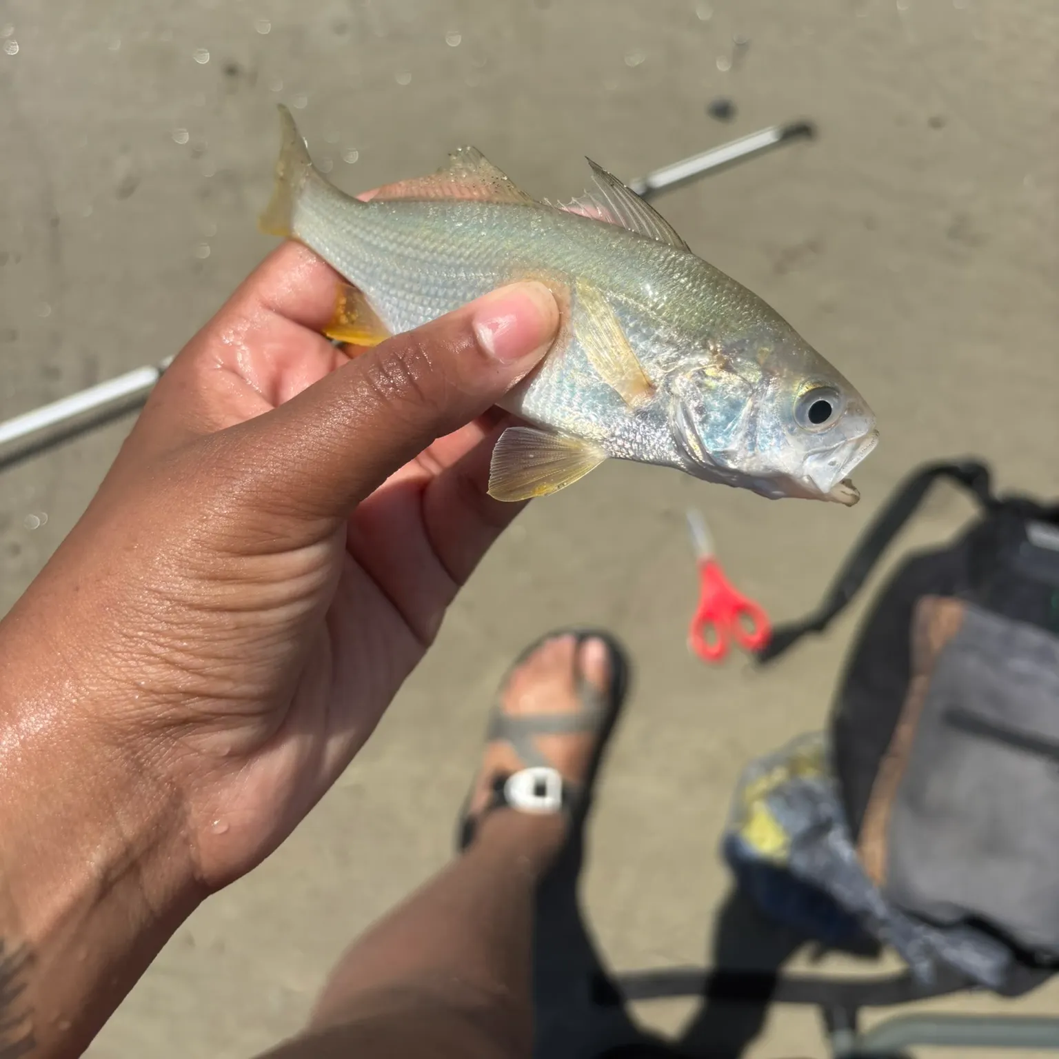 The most recent Atlantic croaker catches on Fishbrain