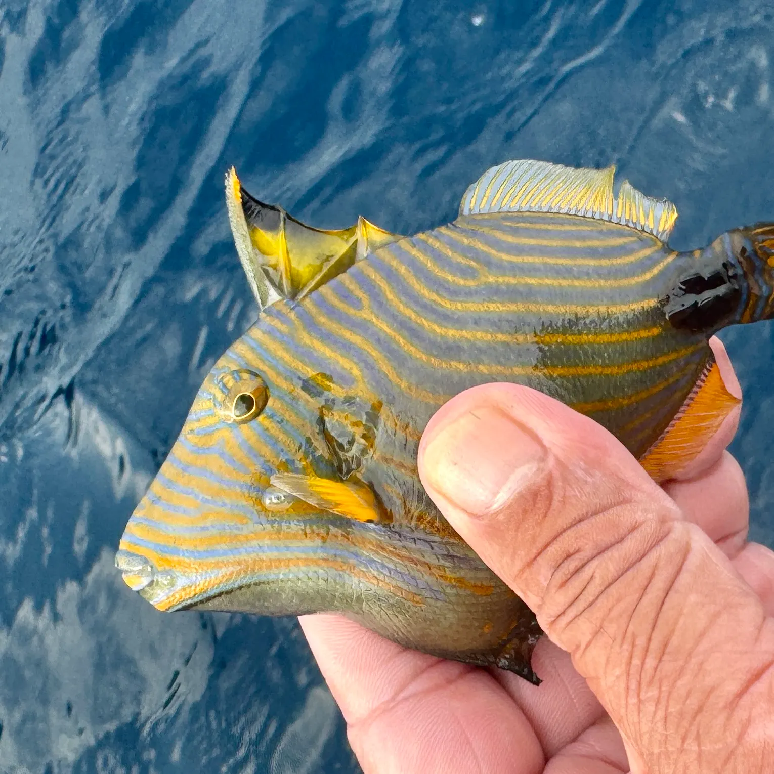 The most recent Orange-lined triggerfish catches on Fishbrain