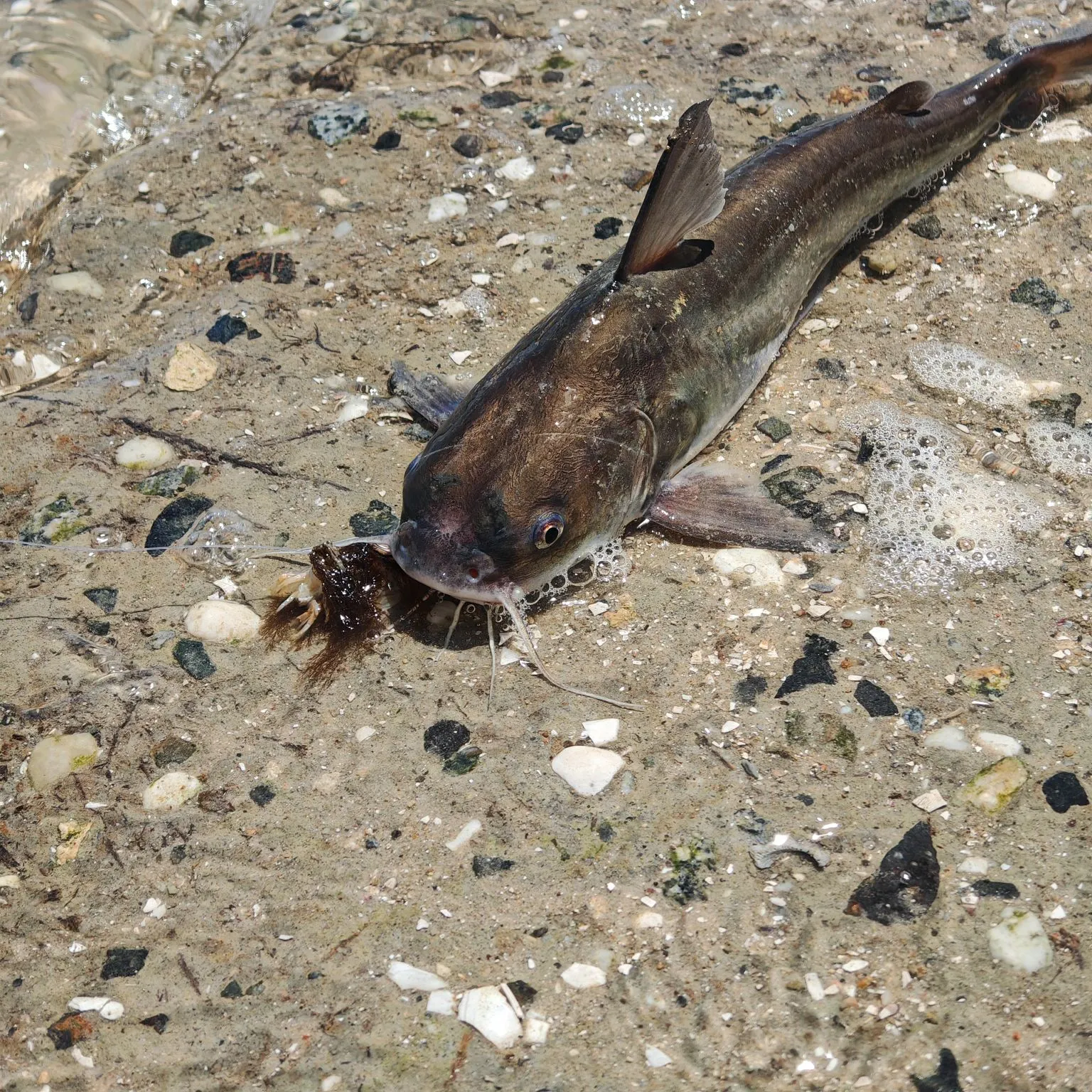 The most recent Hardhead sea catfish catches on Fishbrain