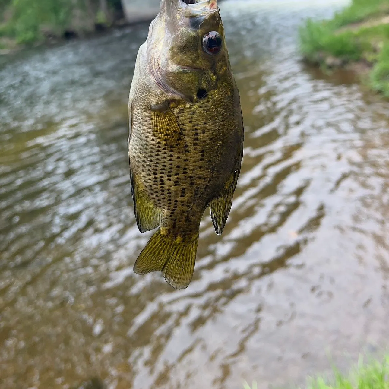 The most recent Rock bass catches on Fishbrain
