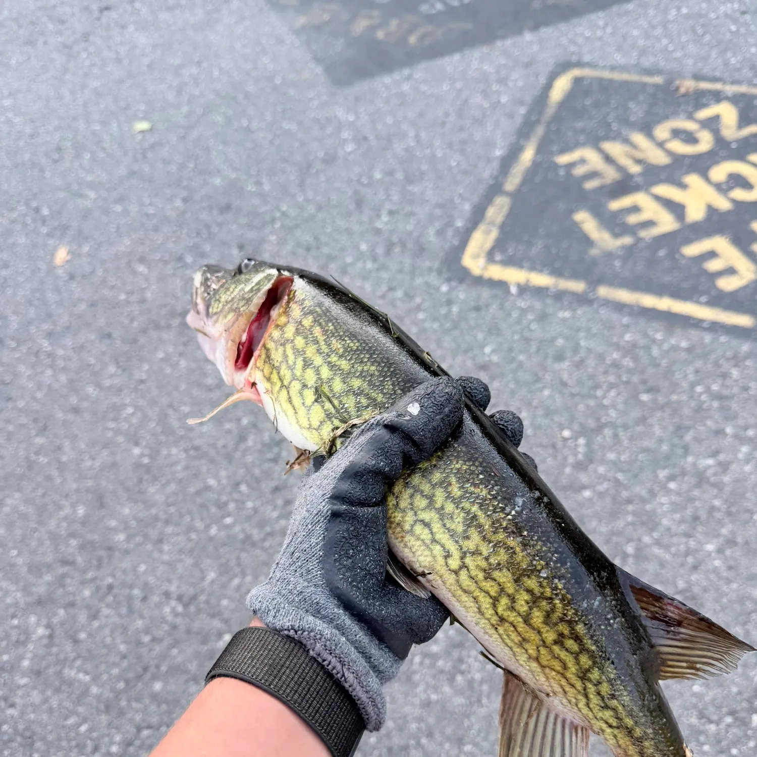 catch