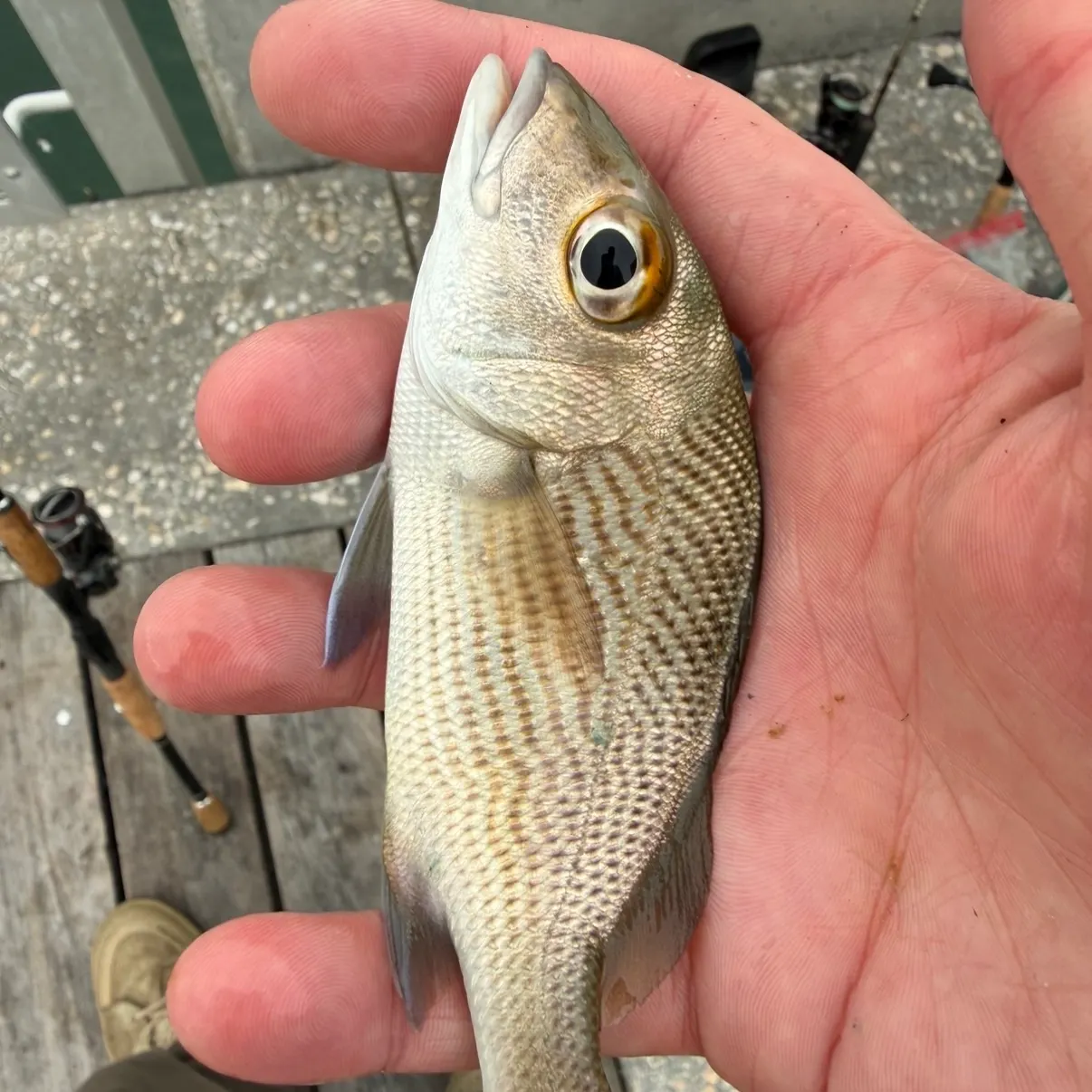 The most recent Sailor's choice grunt catches on Fishbrain