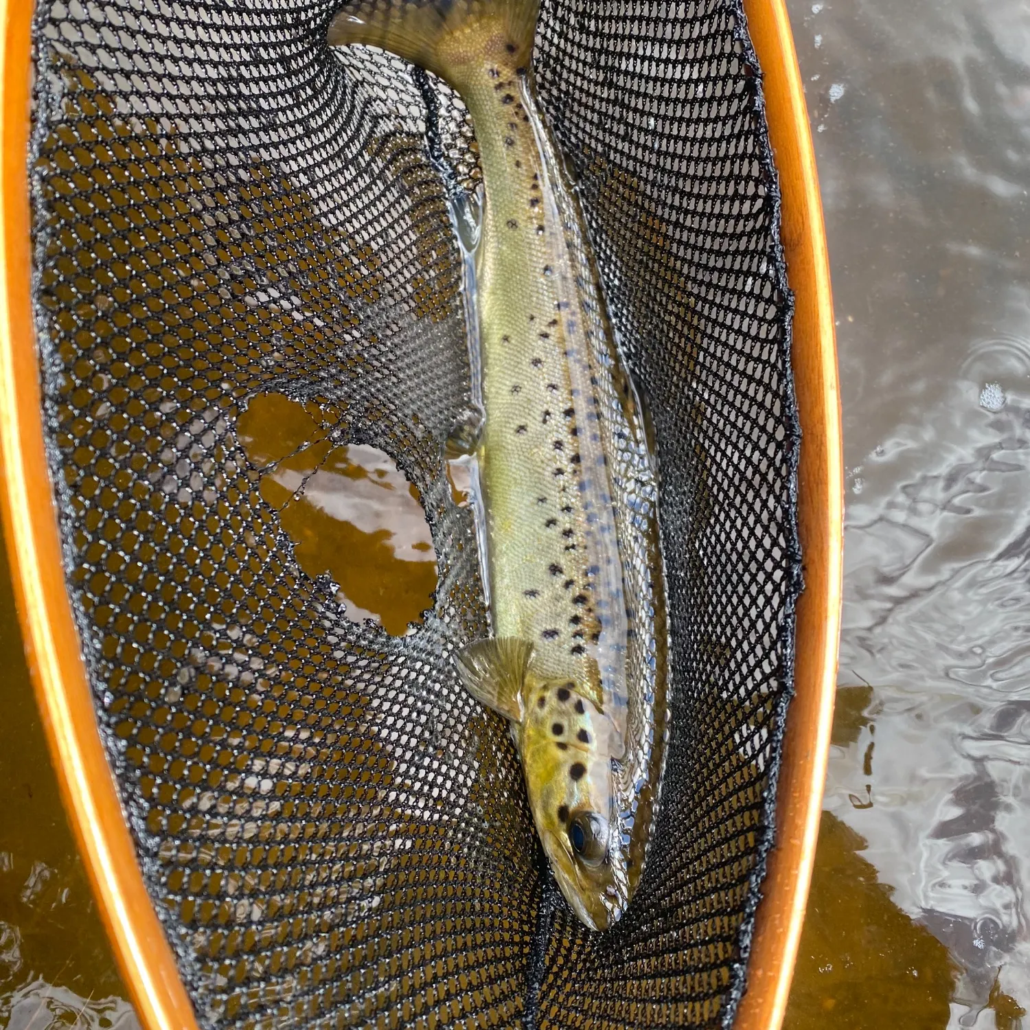 Landlocked atlantic salmon caught on Fishbrain