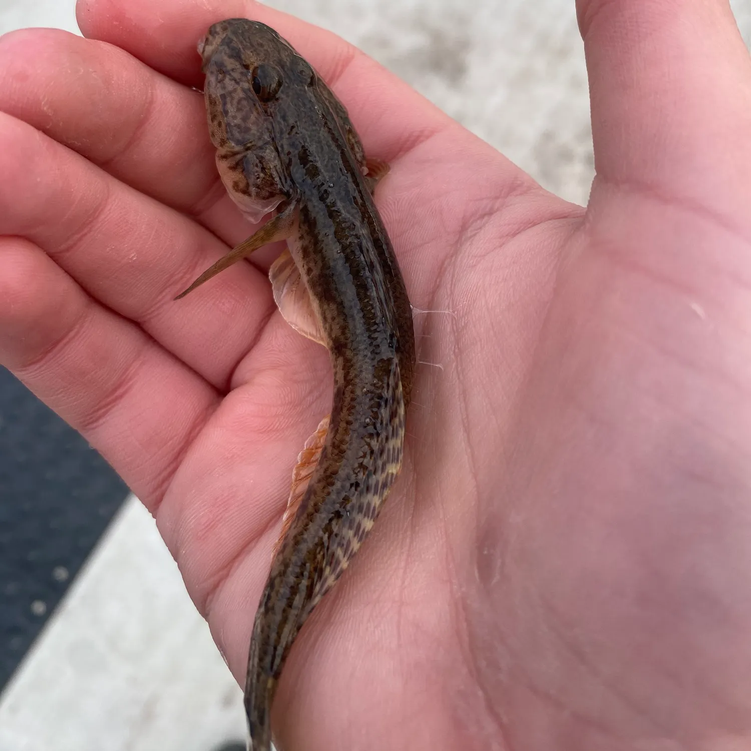 The most recent Black goby catches on Fishbrain