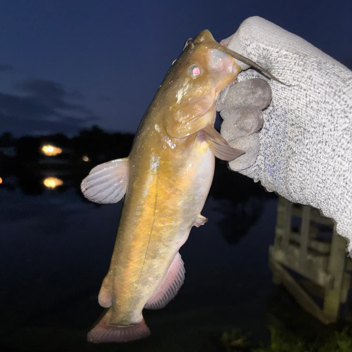 Yellow bullhead caught on Fishbrain