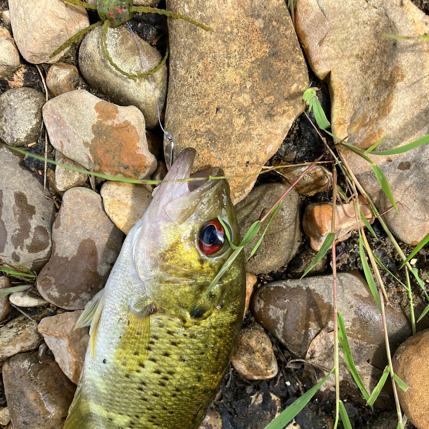 Rock bass caught on Fishbrain