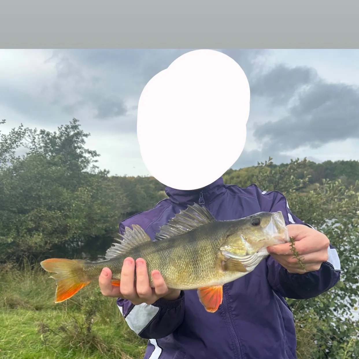 European perch caught on Fishbrain