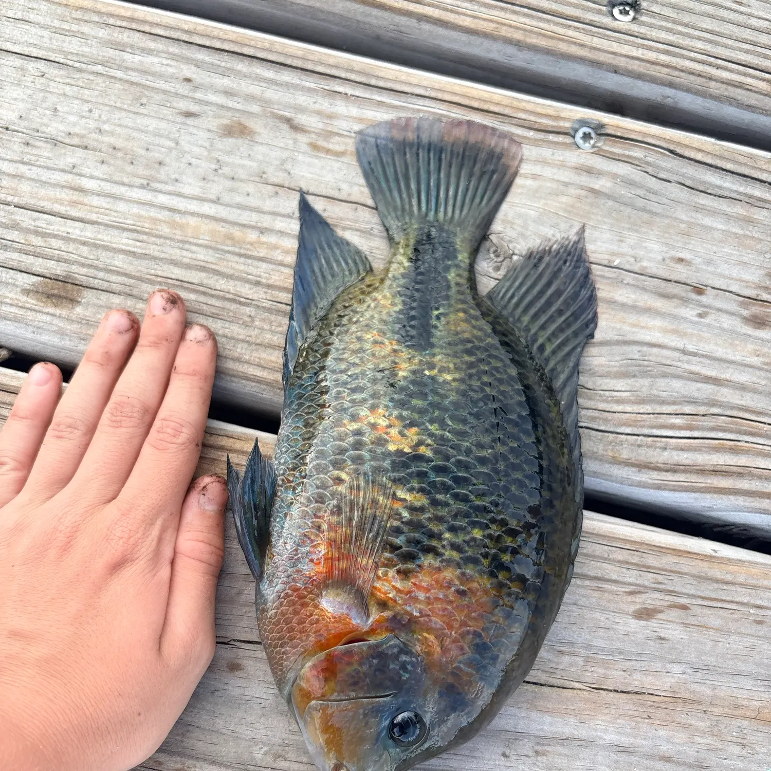 Fish caught on Fishbrain
