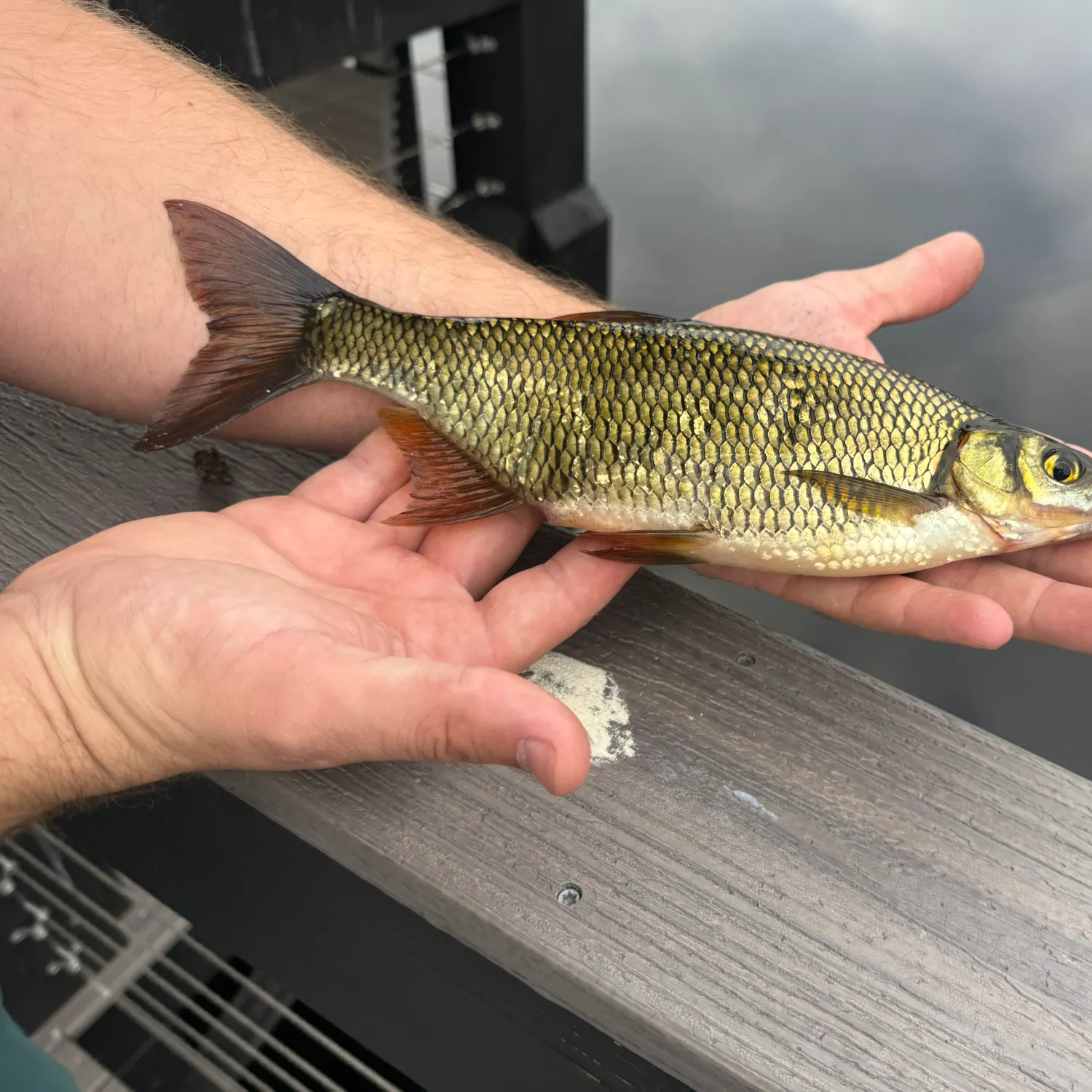 The most recent Golden shiner catches on Fishbrain