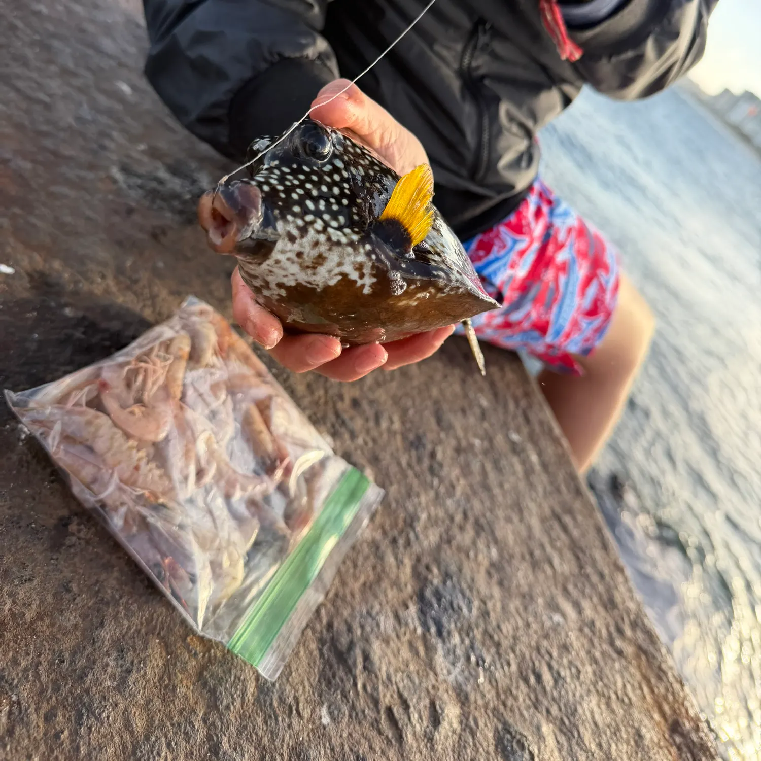 The most recent Smooth trunkfish catches on Fishbrain