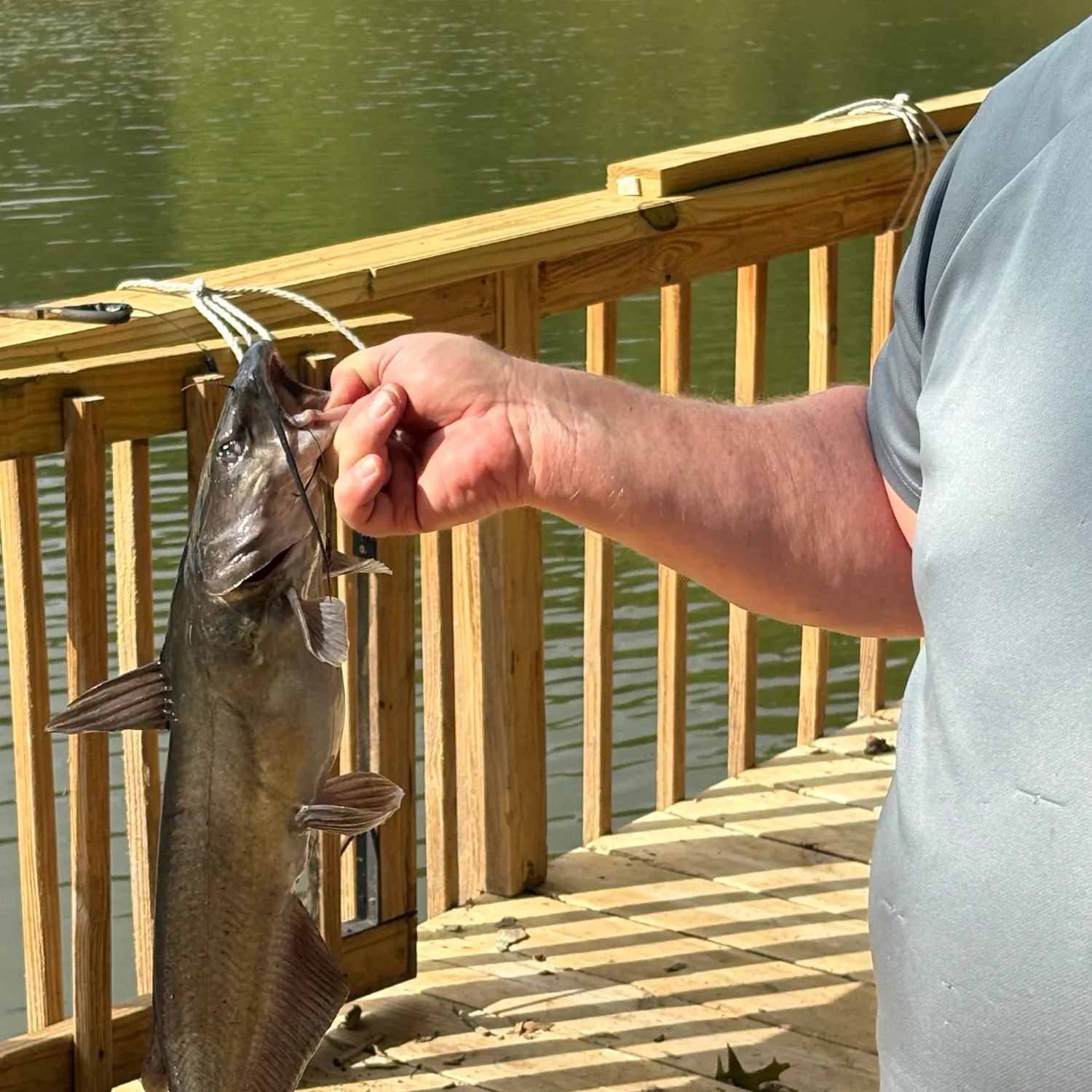 Channel catfish caught on Fishbrain