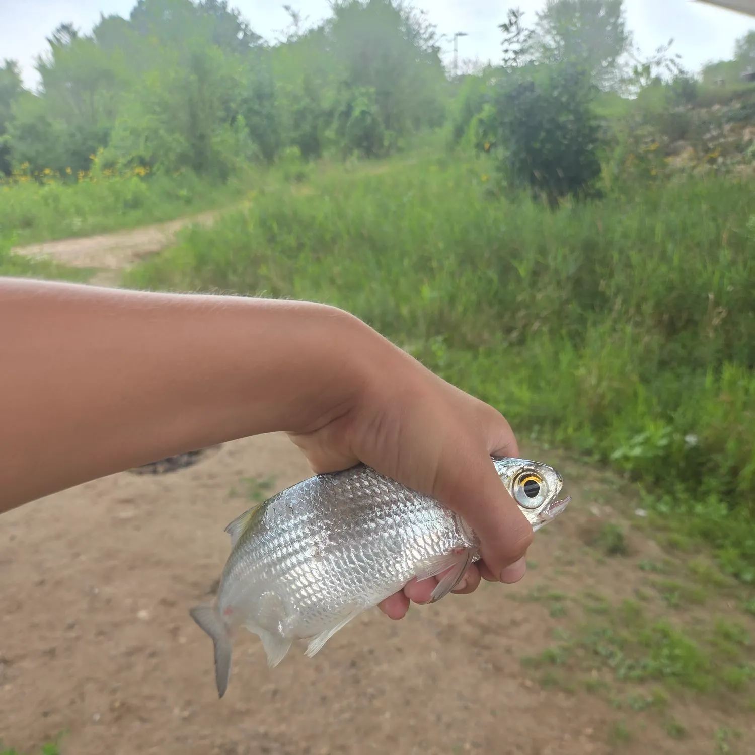The most recent Mooneye catches on Fishbrain