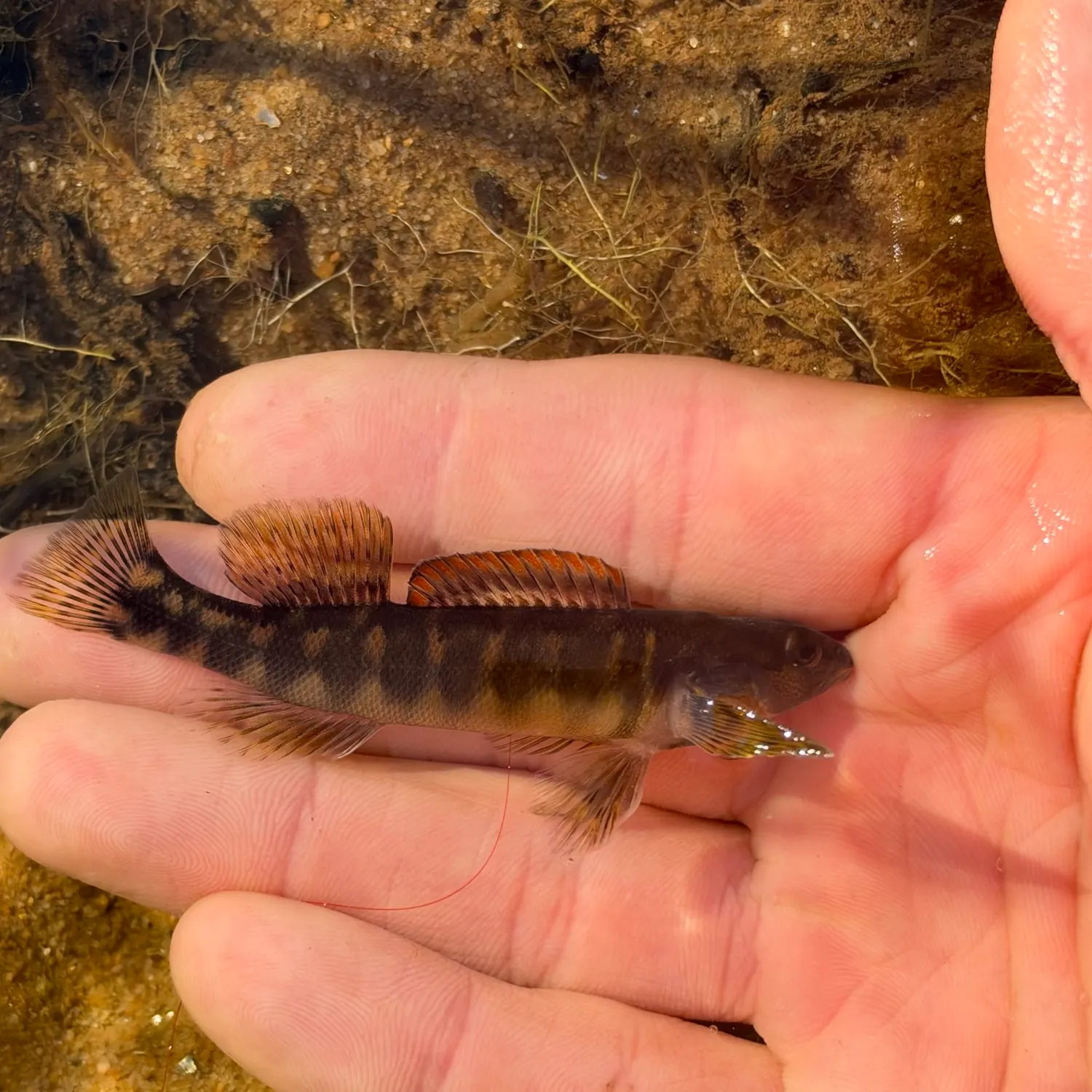 Bronze darter caught on Fishbrain