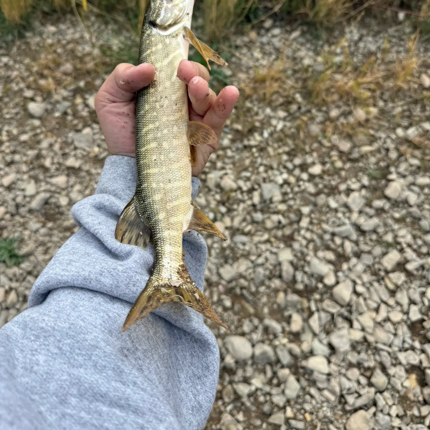 Northern pike caught on Fishbrain