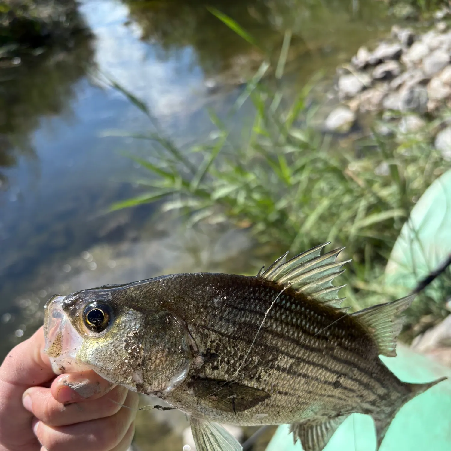 White bass caught on Fishbrain