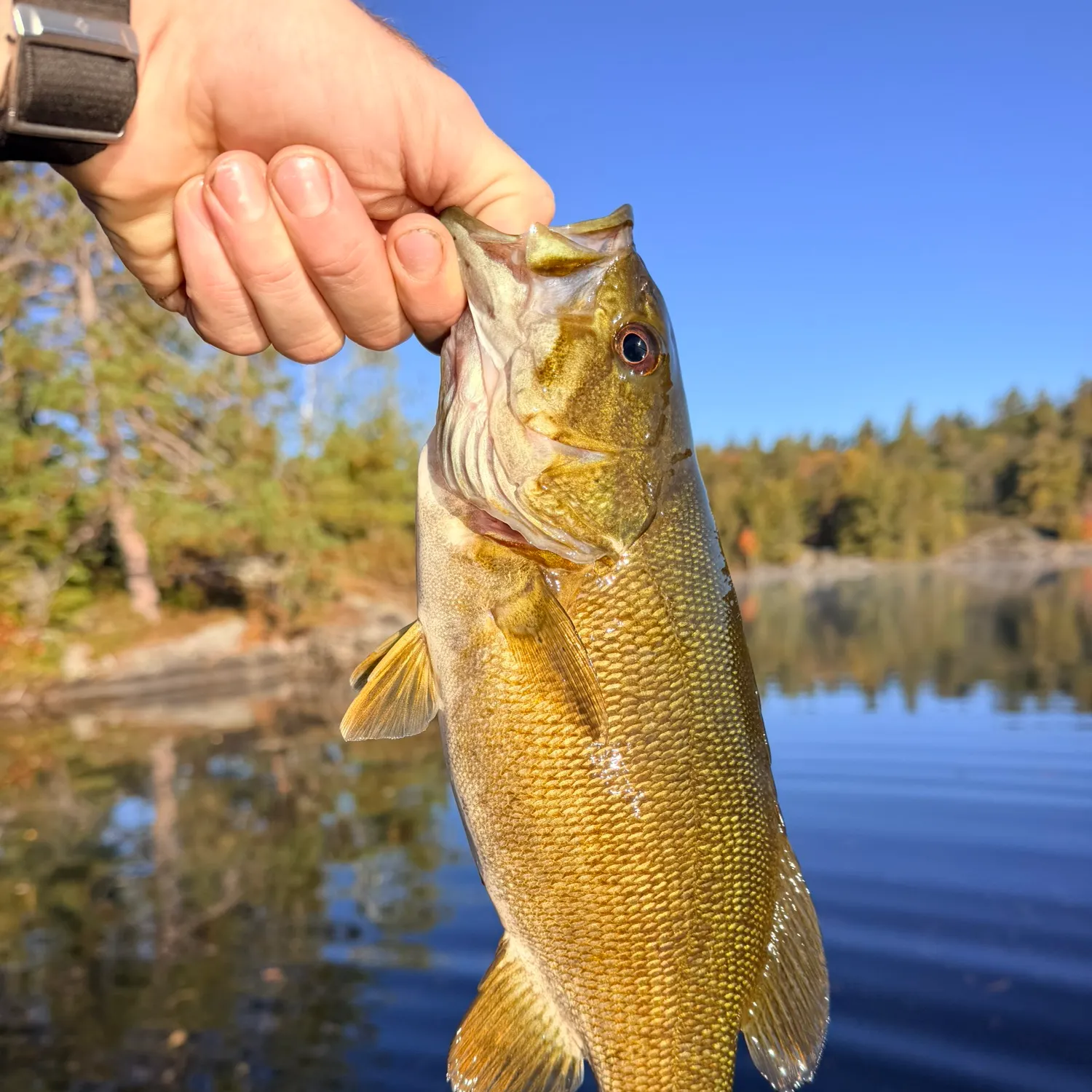 Smallmouth bass caught on Fishbrain