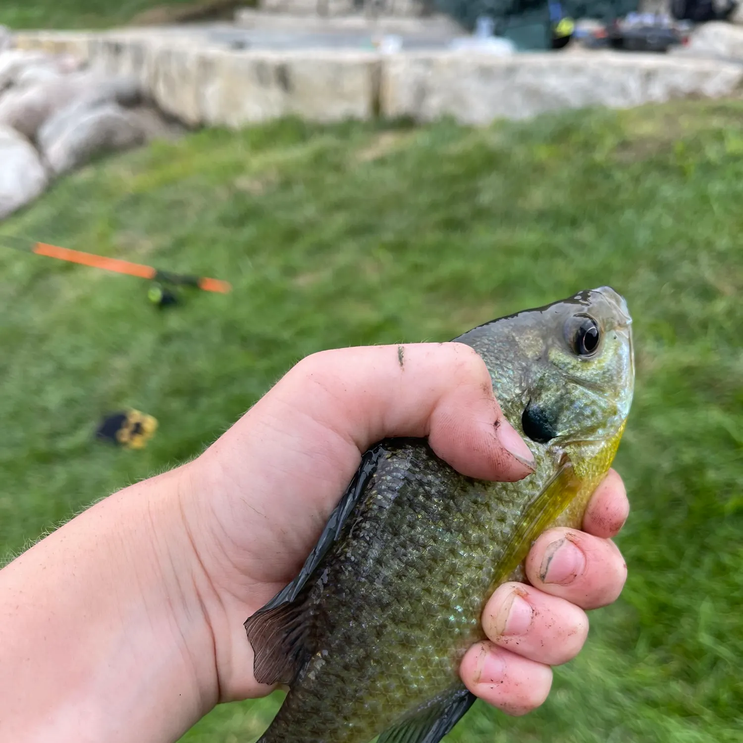 Bluegill caught on Fishbrain