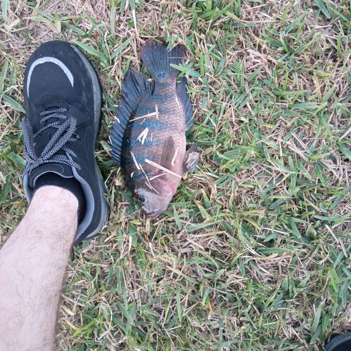 The most recent Mayan cichlid catches on Fishbrain