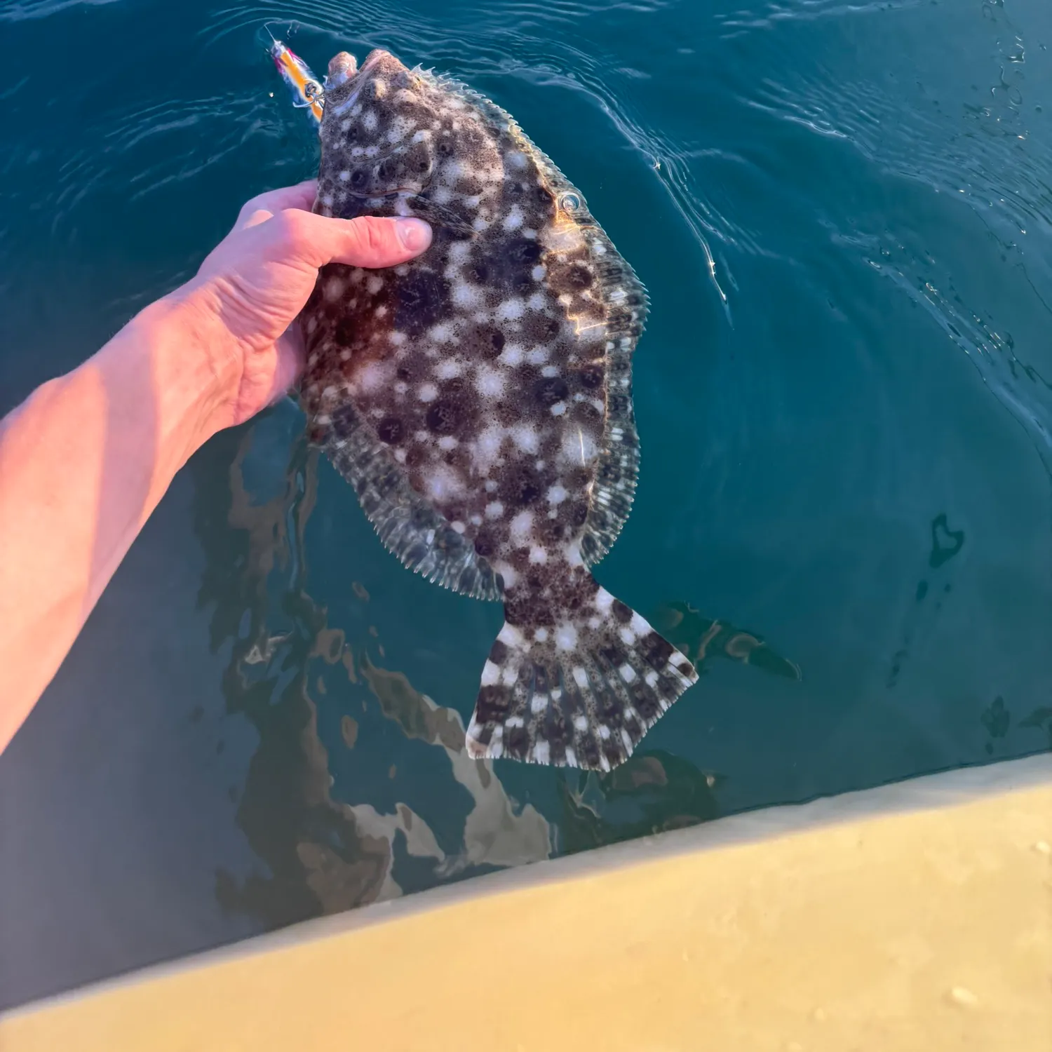 The most recent Brill catches on Fishbrain