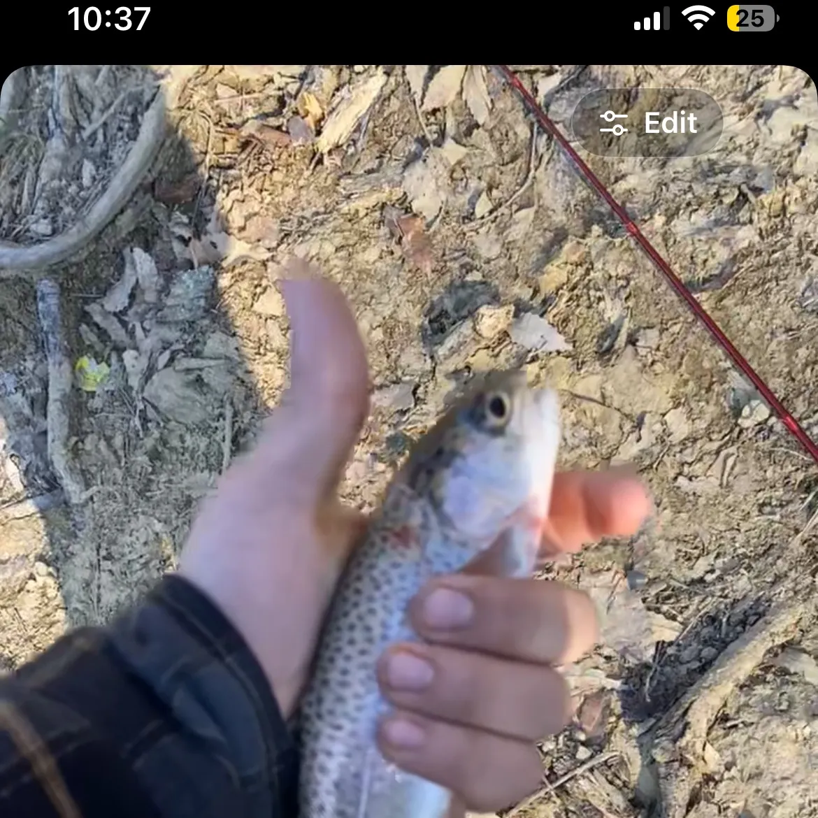 Rainbow trout caught on Fishbrain