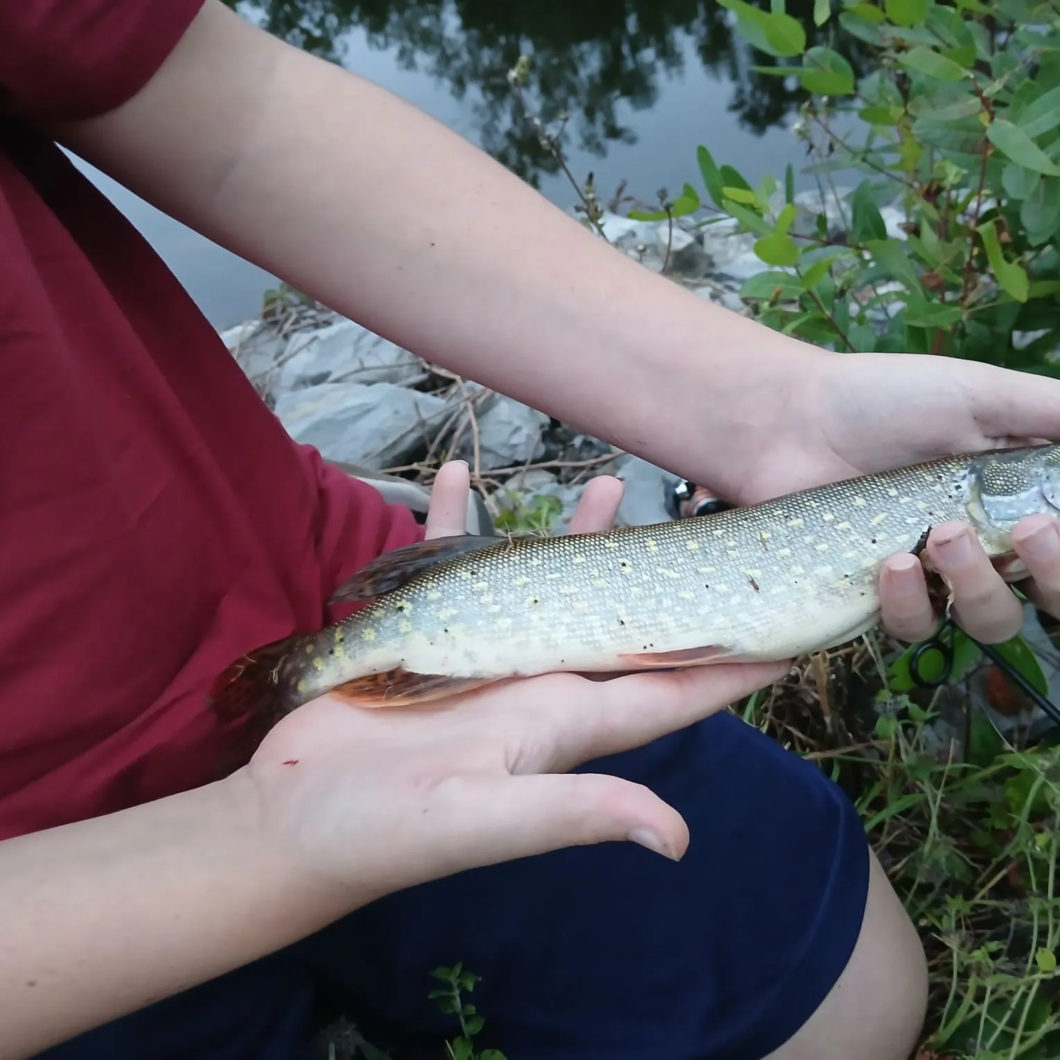 Northern pike caught on Fishbrain