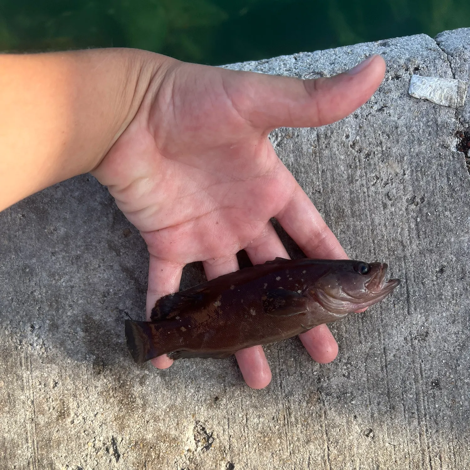 The most recent Whitespotted soapfish catches on Fishbrain