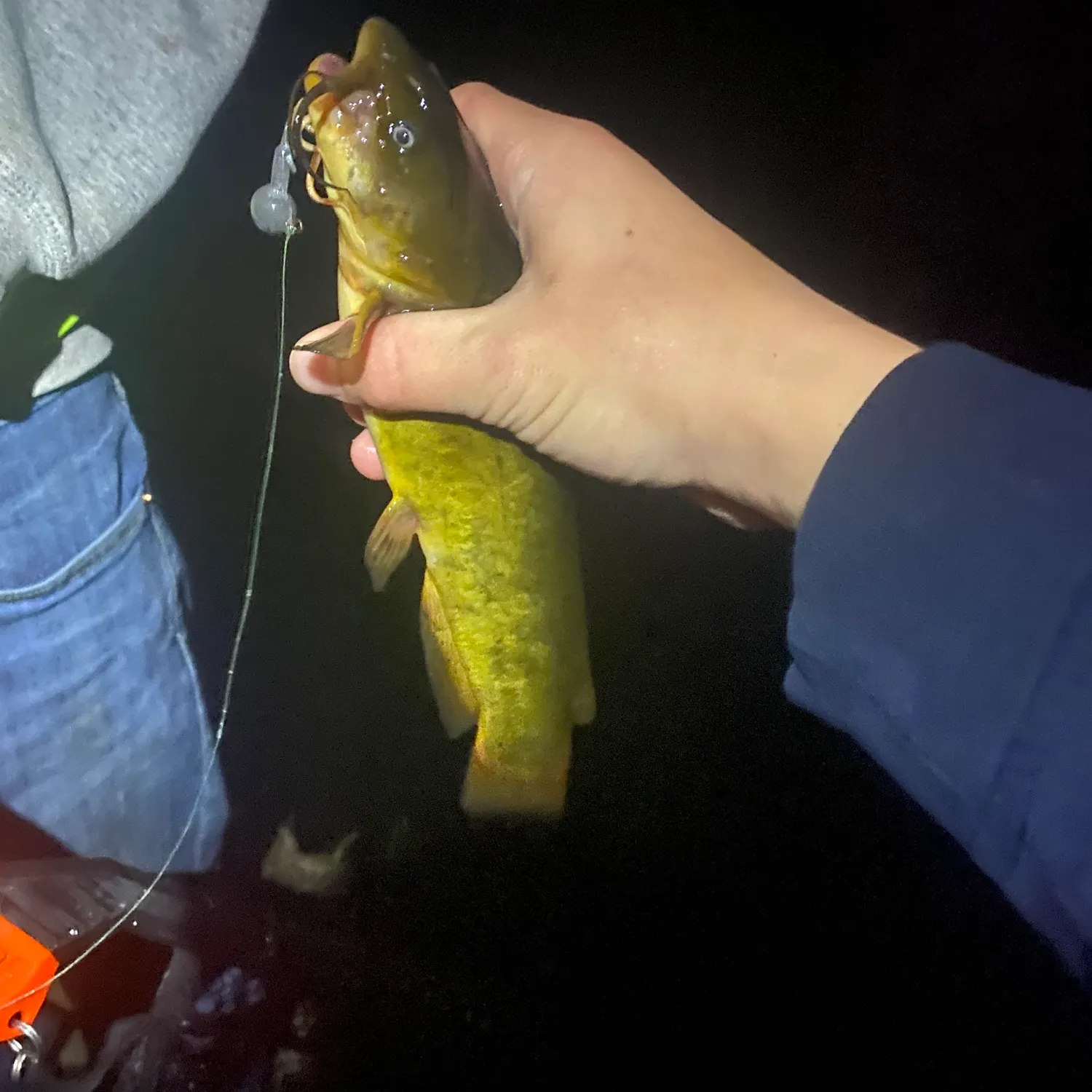 Yellow bullhead caught on Fishbrain