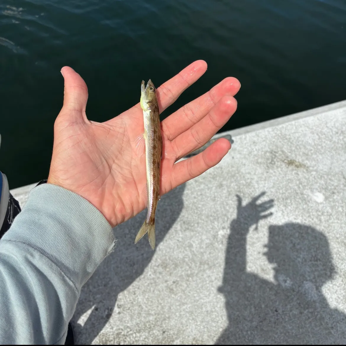 The most recent California lizardfish catches on Fishbrain
