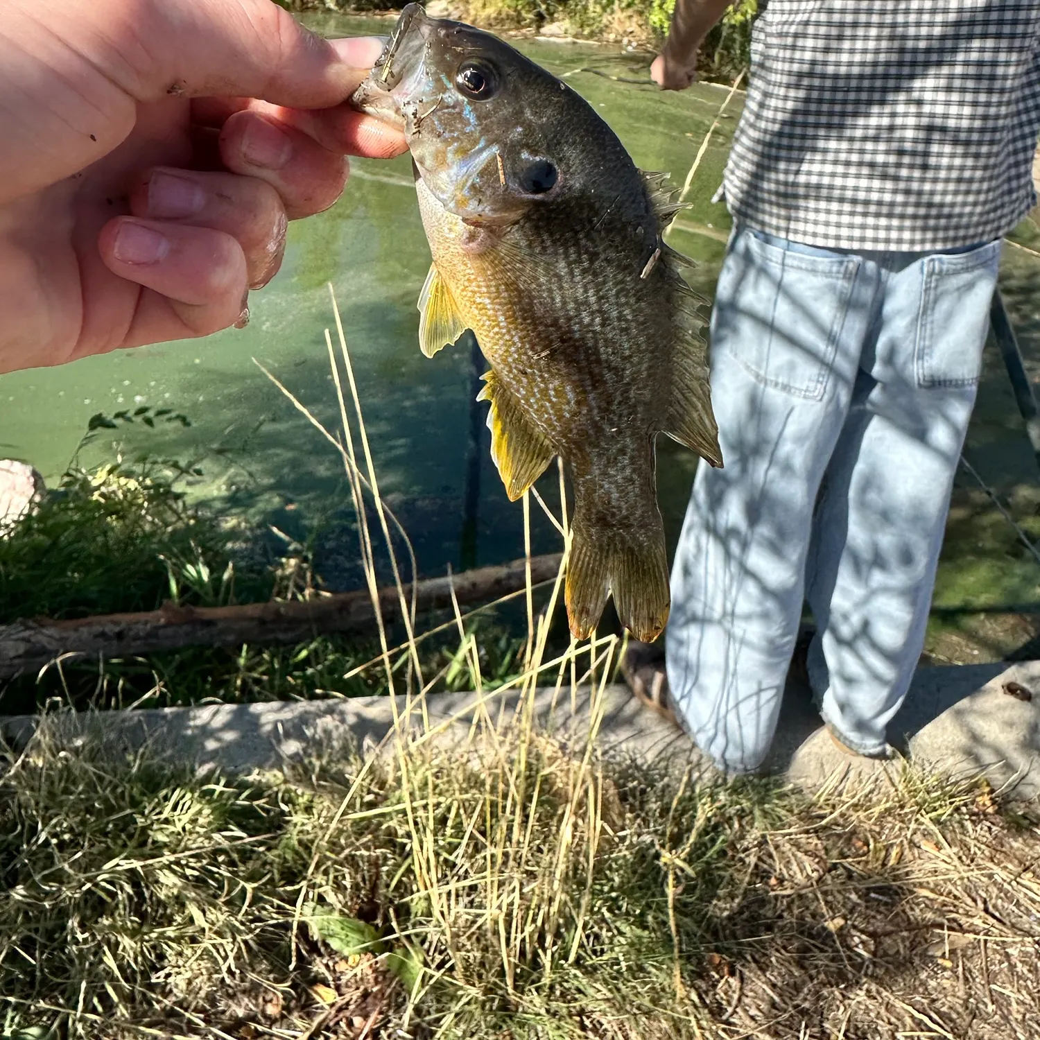Green sunfish caught on Fishbrain