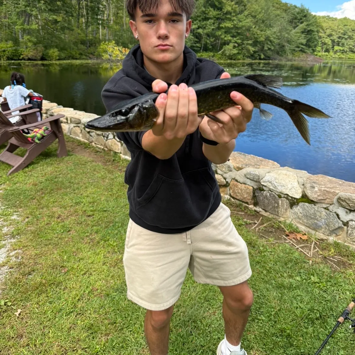 Chain pickerel caught on Fishbrain