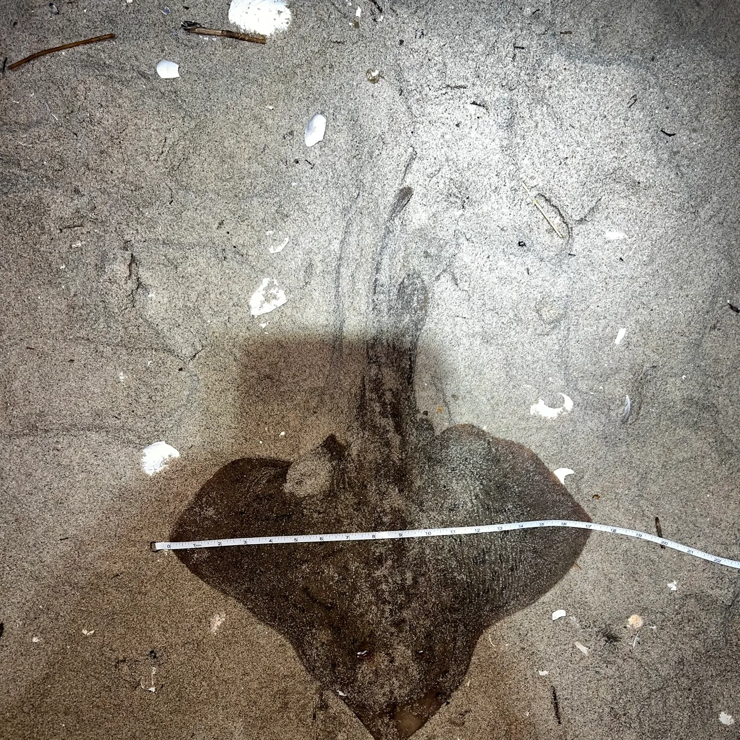 The most recent Clearnose skate catches on Fishbrain