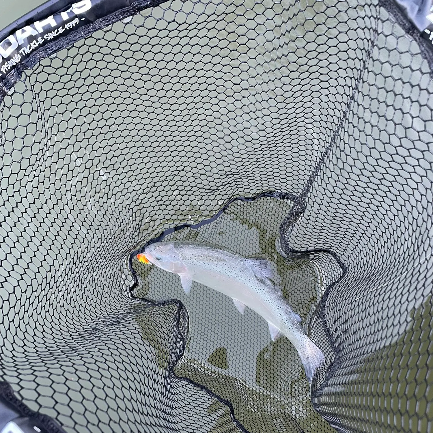 Rainbow trout caught on Fishbrain
