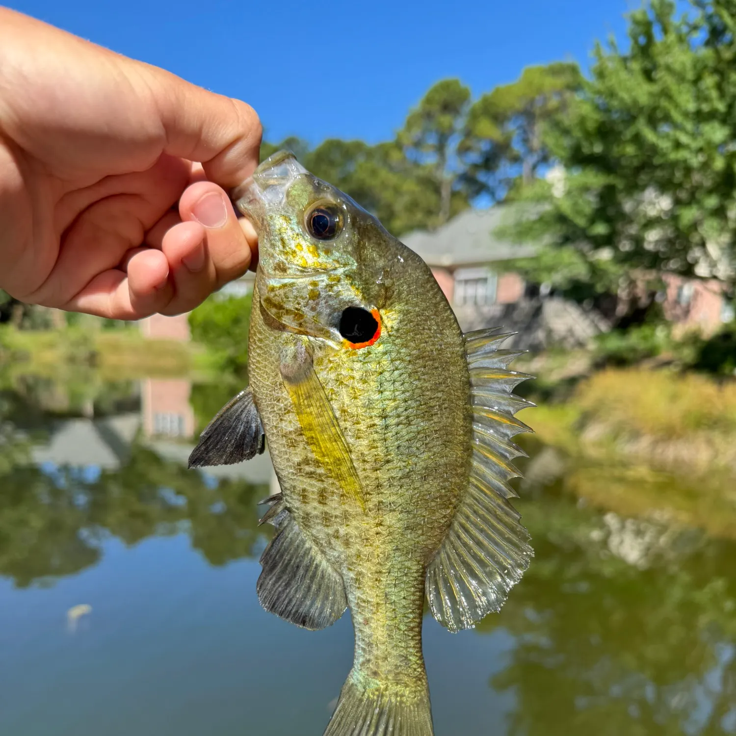 The most recent Redear sunfish catches on Fishbrain
