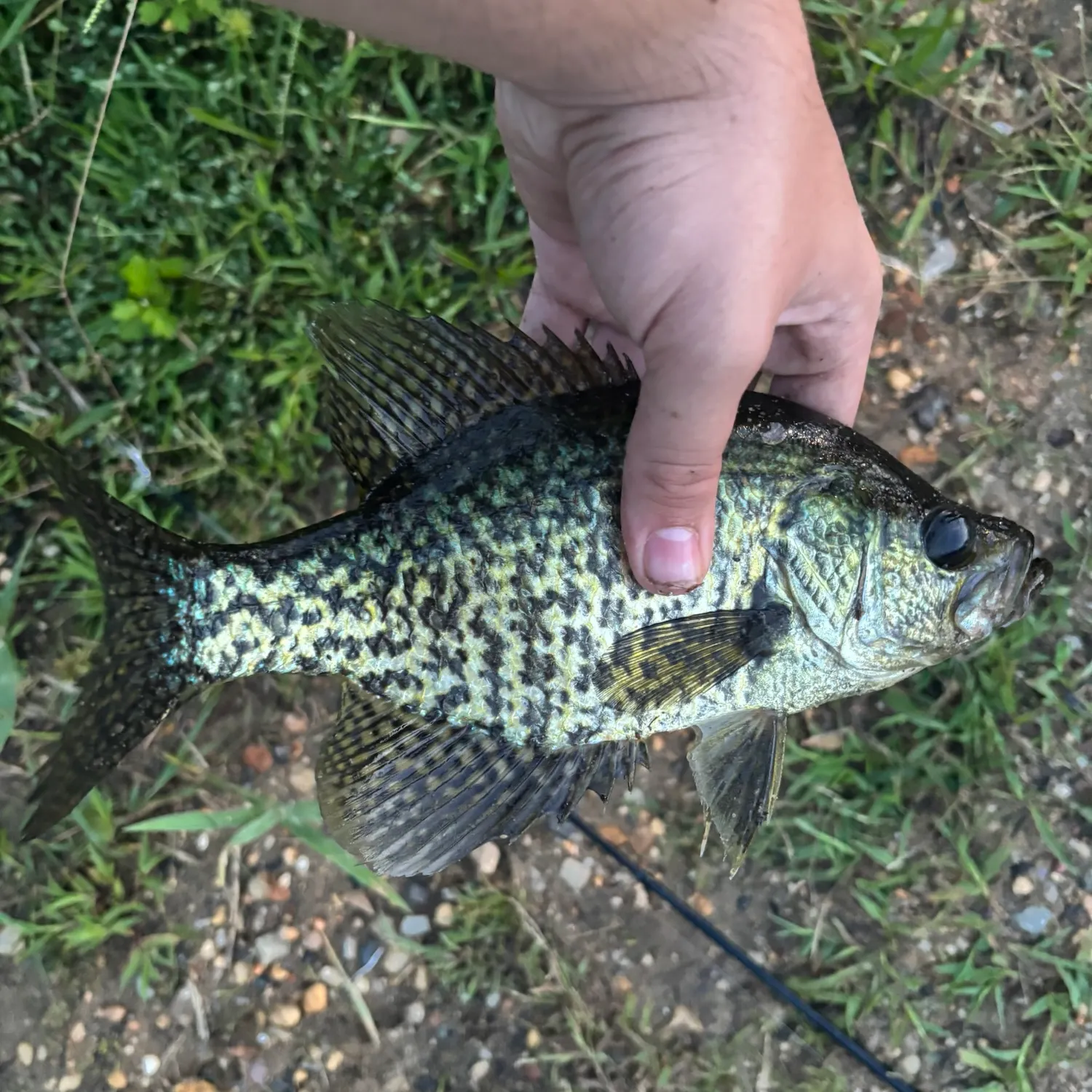 Black crappie caught on Fishbrain