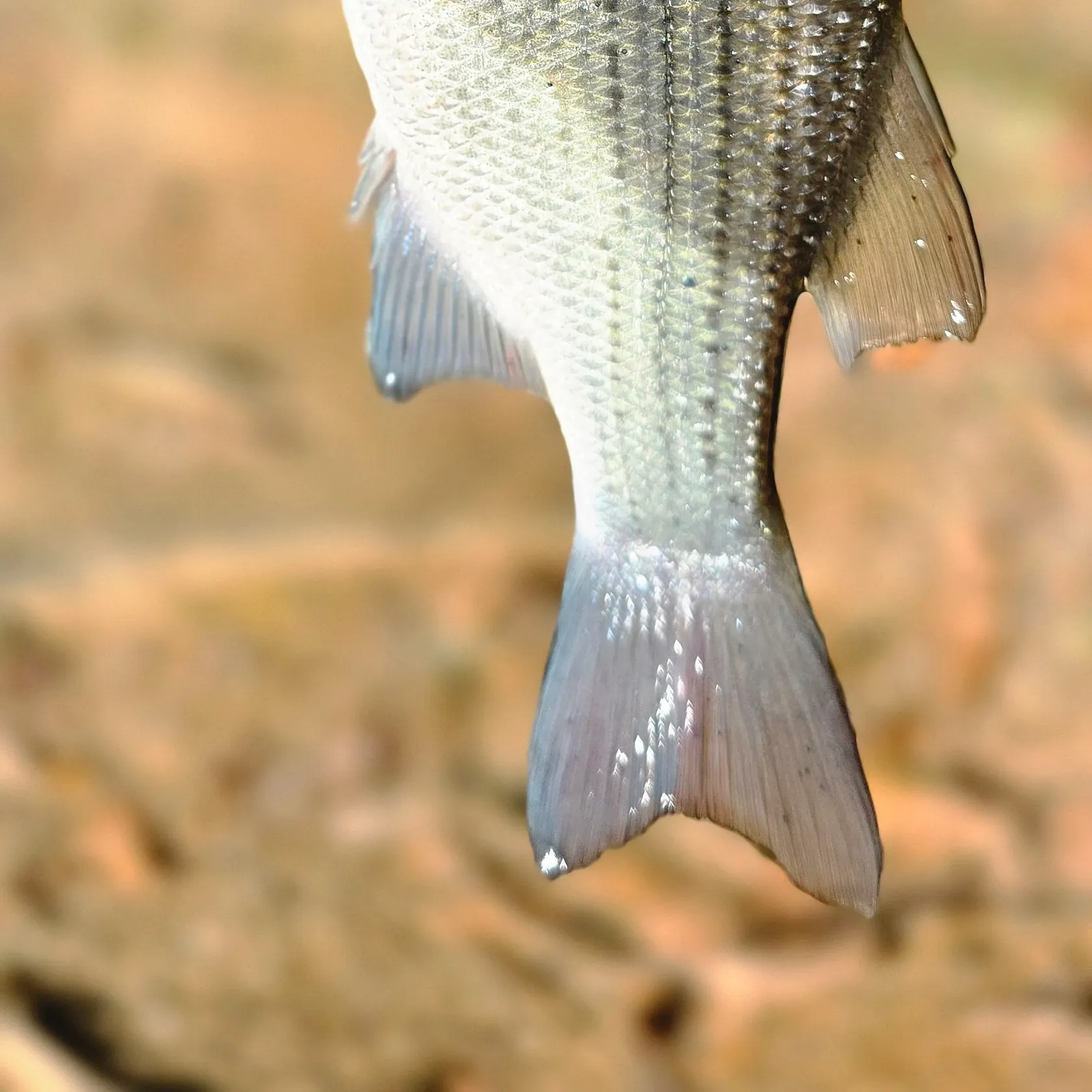 Wiper caught on Fishbrain