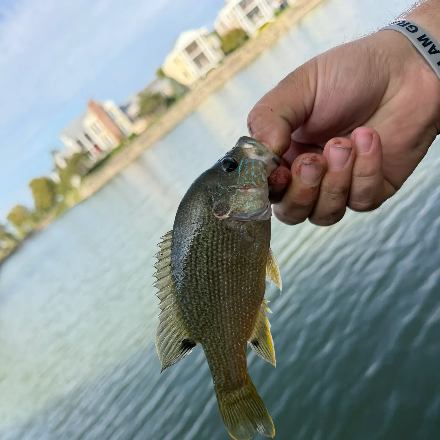 Green sunfish caught on Fishbrain