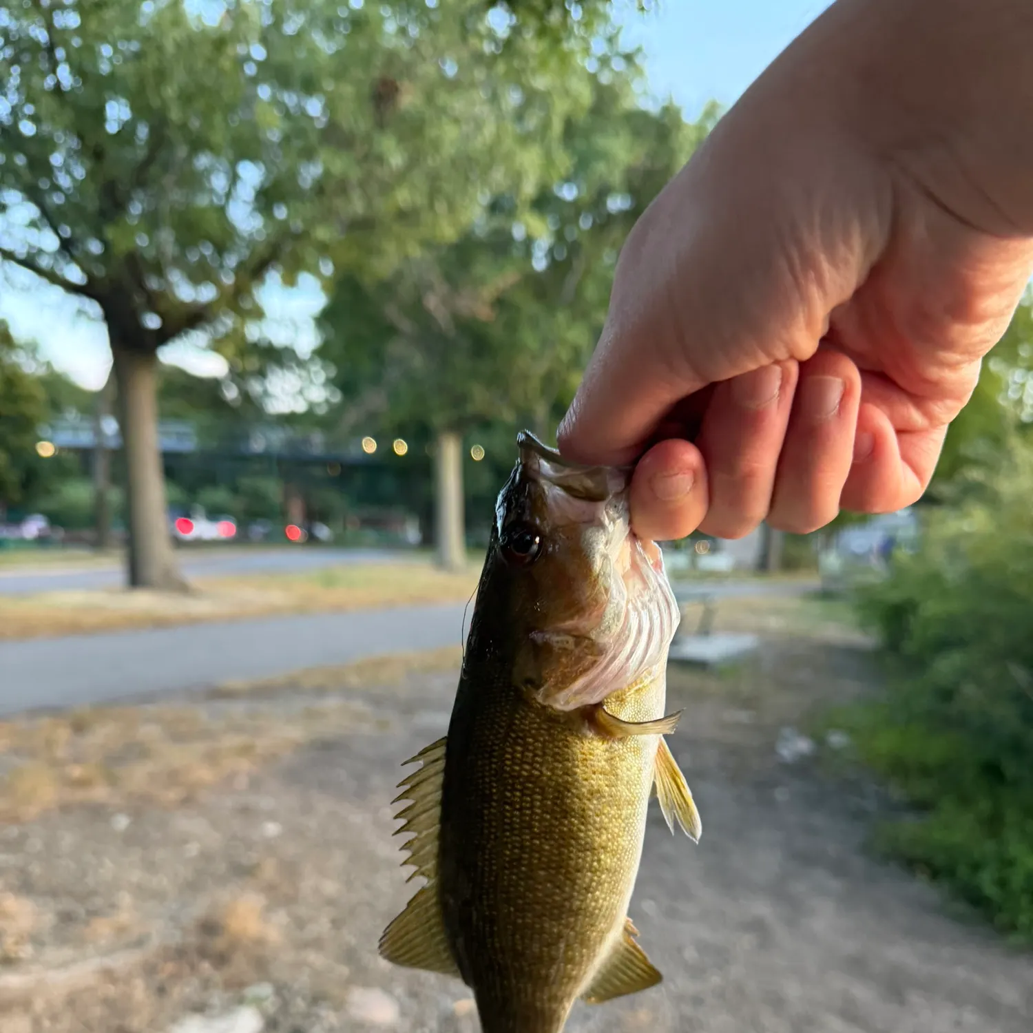 Smallmouth bass caught on Fishbrain