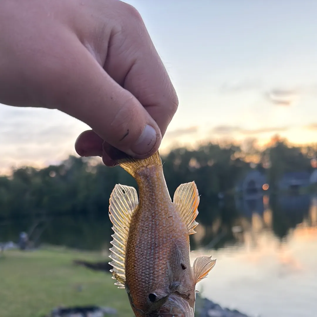 Greengill hybrid caught on Fishbrain