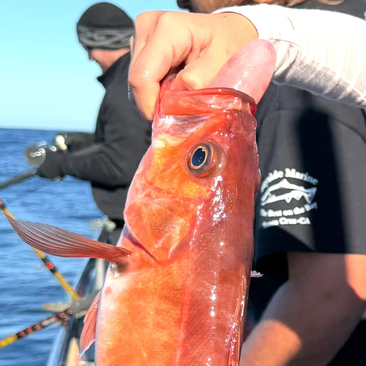 The most recent Chilipepper catches on Fishbrain