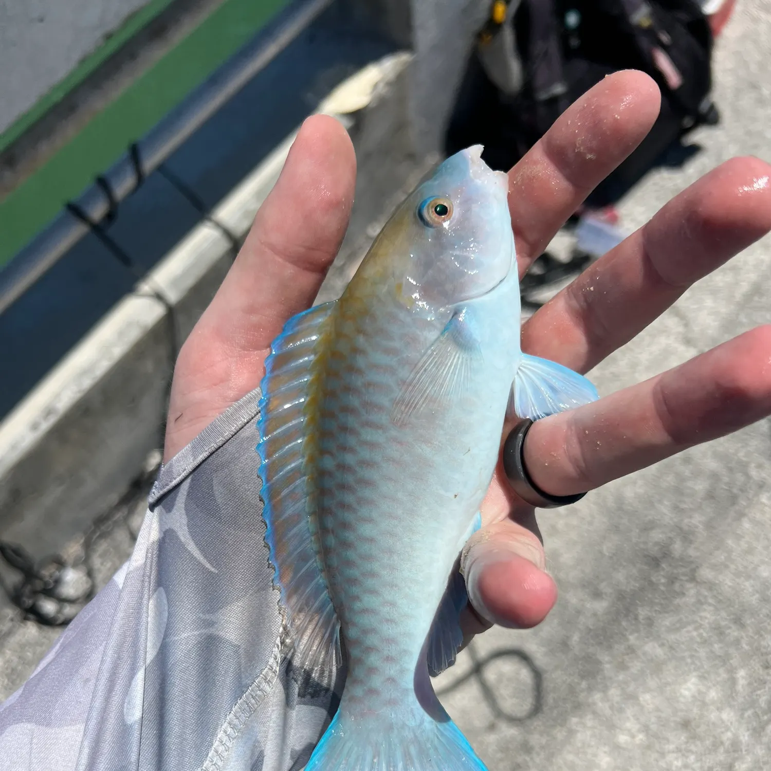 The most recent Blue parrotfish catches on Fishbrain